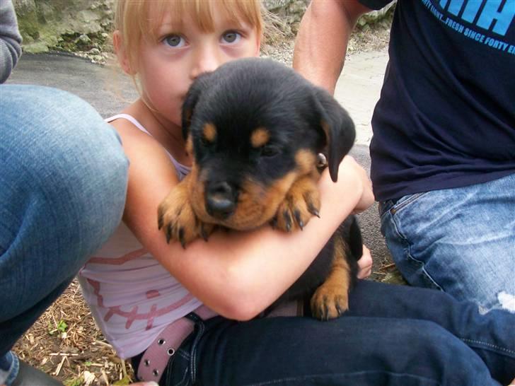 Rottweiler Tyson - et til billede af tyson og søs billede 7