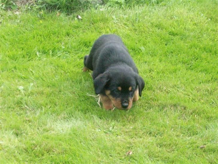 Rottweiler Tyson - det så tyson da løber på græsset billede 8