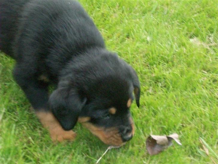 Rottweiler Tyson - et til billede af tyson på græsset billede 9