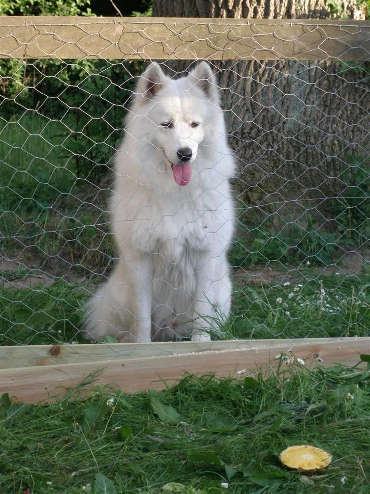 Samojedhund Tyson - Prøver lig at finde ud af hvorn han skal komme ind til hønsene billede 1
