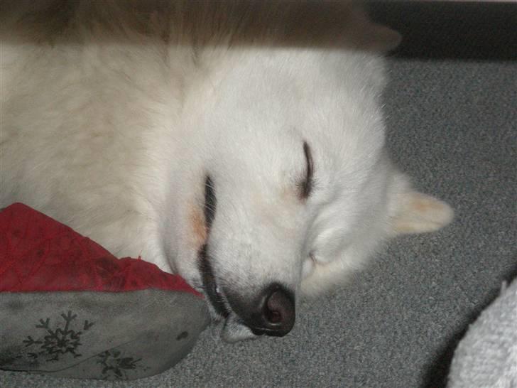 Samojedhund Tyson - Tyson´s ynglingsplads, sovende under sofabordet billede 2