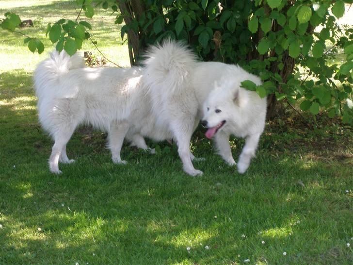 Samojedhund Tyson - Leger med bror Bamse billede 3