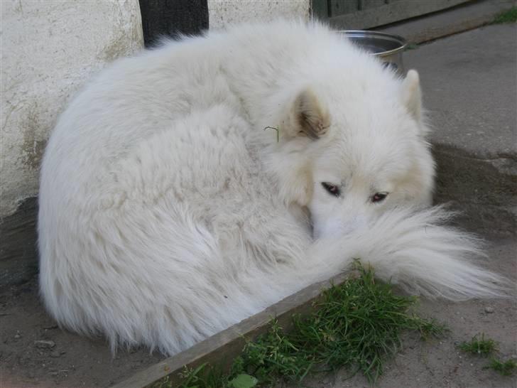 Samojedhund Tyson - Polarhund....åh jo billede 4