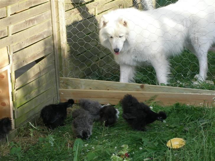 Samojedhund Tyson - " Hmm... hvorn kommer jeg derind" billede 5