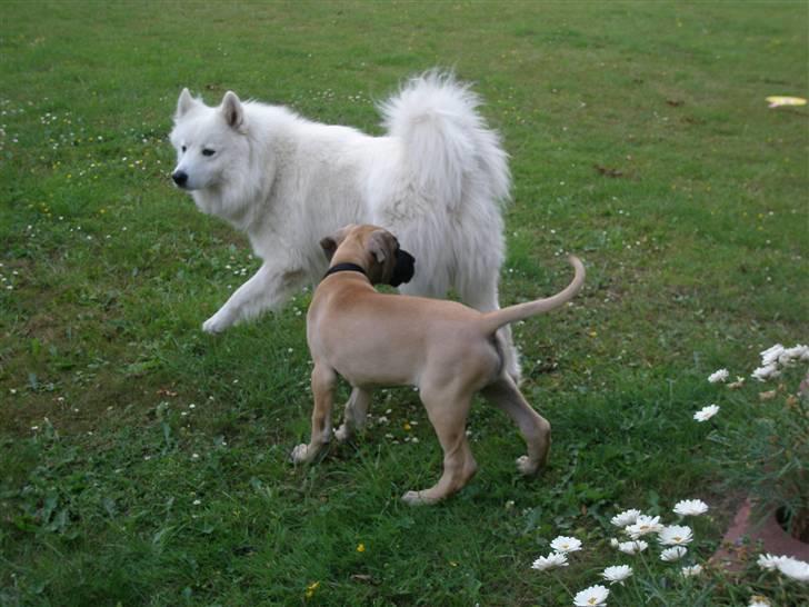 Samojedhund Tyson - hilser på Elvisfor første gang billede 6