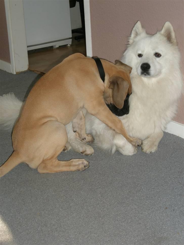 Samojedhund Tyson - Nogle gange alt for godmodig billede 7