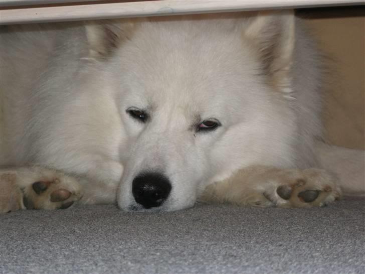 Samojedhund Tyson - Mmmm min plads billede 8