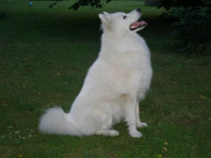 Samojedhund Tyson - Her har han jaget katten op i træet, og venter nu på den kommer ned billede 9