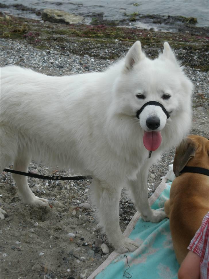 Samojedhund Tyson - På tur ved stranden  billede 10