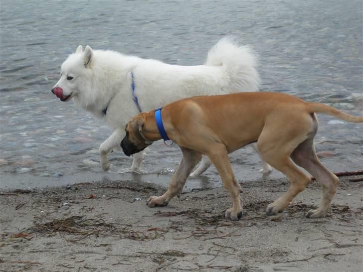 Samojedhund Tyson - EEElssker tur ved vandet billede 11