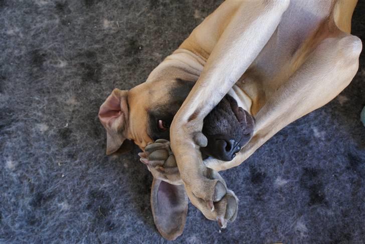 Grand danois Grand de feld´s Petit  billede 18