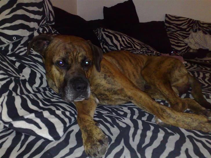 Blanding af racer Victor "All-Mighty" - Man skulle ikke tro det, men han elsker at putte... hehe billede 9