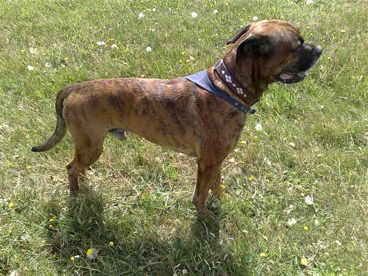 Blanding af racer Victor "All-Mighty" - Det er ikke uden grund vi kalder ham All-Mighty billede 10