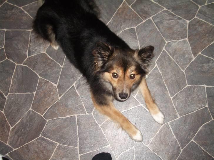 Islandsk fårehund Höféasel Snælda billede 16