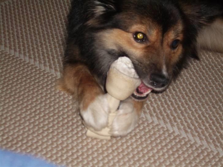 Islandsk fårehund Höféasel Snælda billede 17