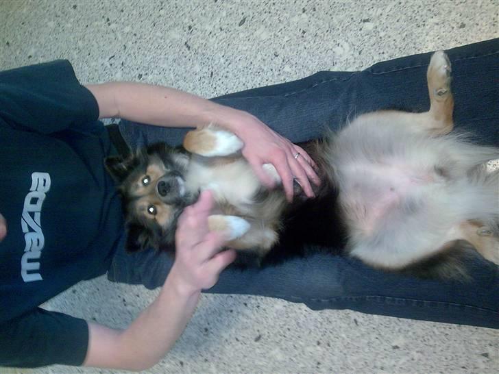 Islandsk fårehund Höféasel Snælda billede 18