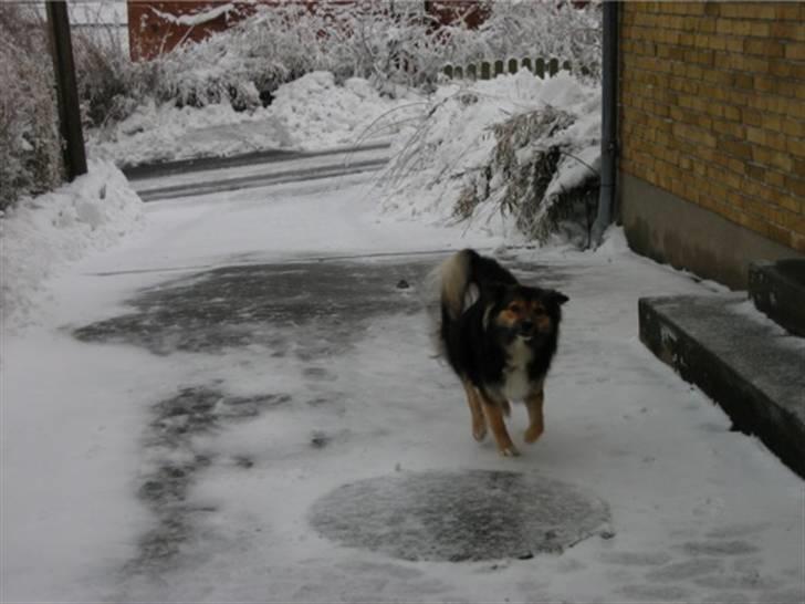 Islandsk fårehund Höféasel Snælda billede 19