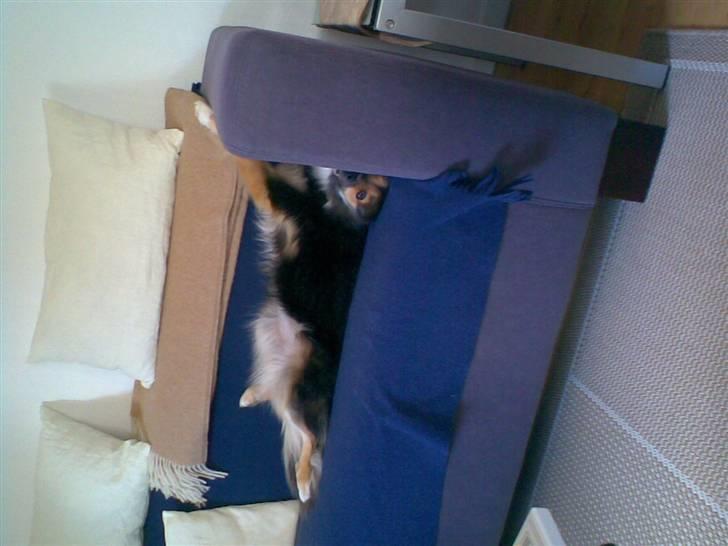 Islandsk fårehund Höféasel Snælda billede 20