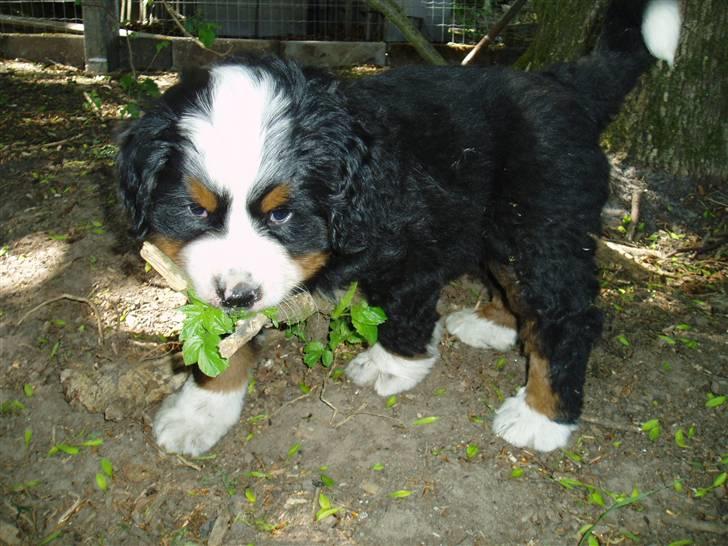 Berner sennenhund Freja. billede 20