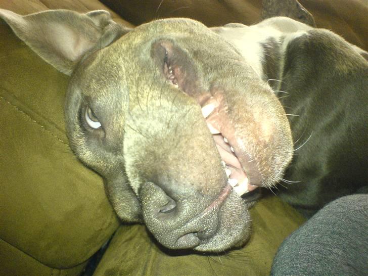 Amerikansk staffordshire terrier Thorvald - Tør du?? :D billede 13