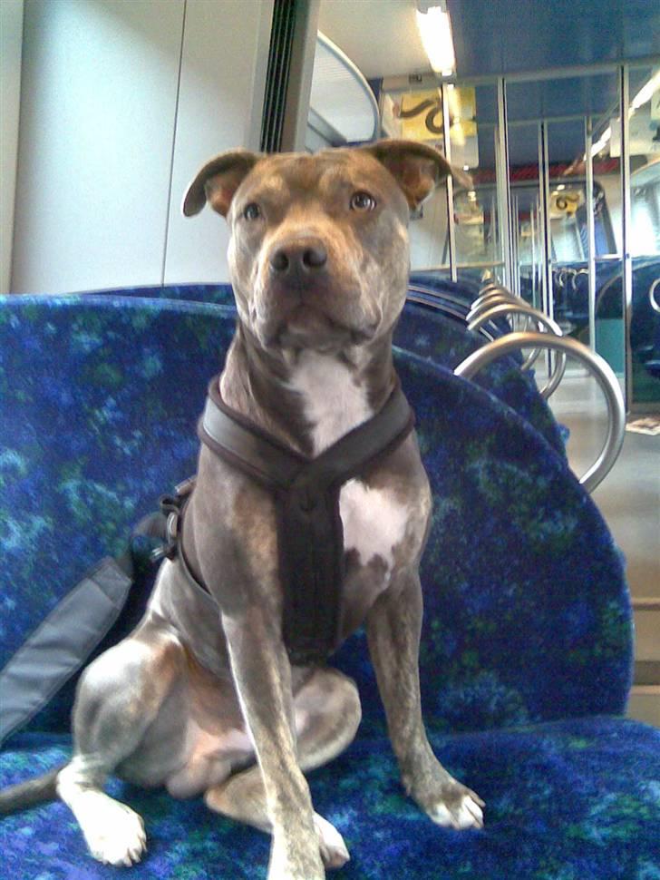 Amerikansk staffordshire terrier Thorvald - Her sidder jeg fint i toget :) billede 14
