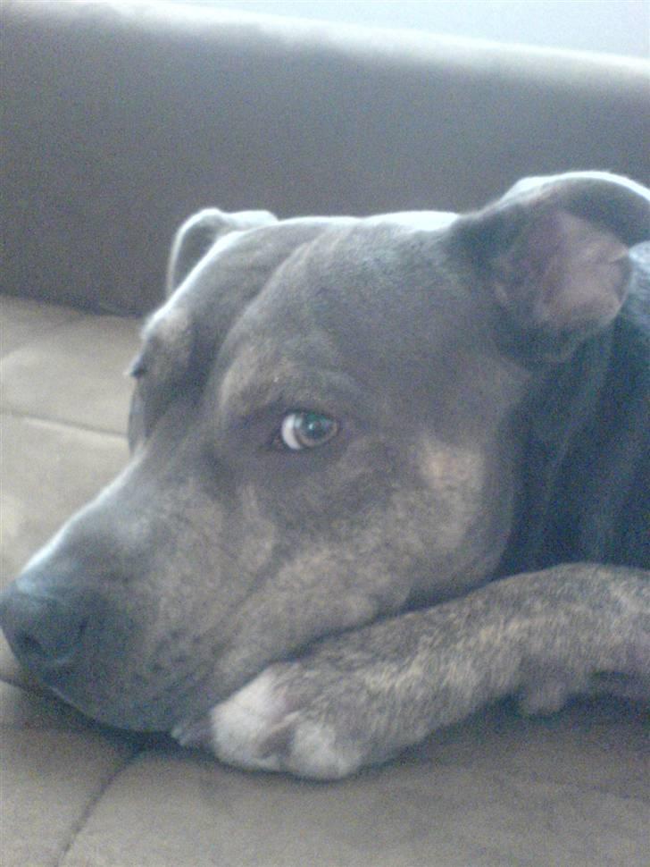 Amerikansk staffordshire terrier Thorvald billede 15