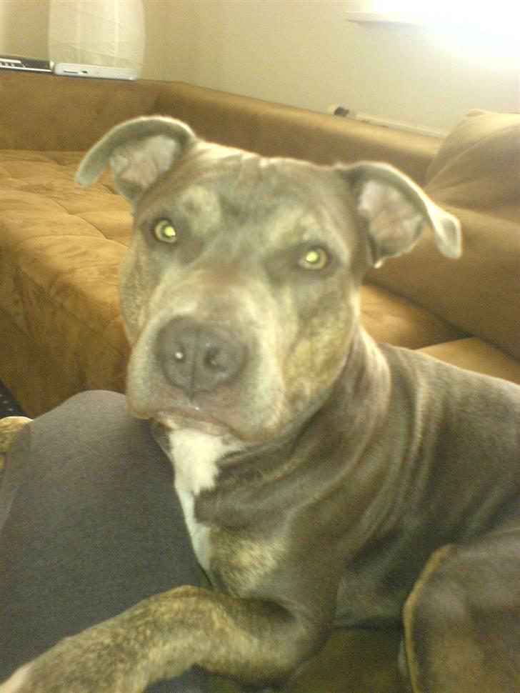 Amerikansk staffordshire terrier Thorvald billede 16