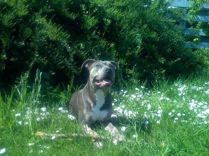 Amerikansk staffordshire terrier Thorvald - Jeg elsker naturen :) Men hvem gør ik det :) billede 17