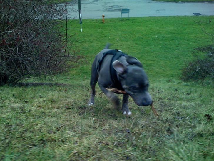 Amerikansk staffordshire terrier Thorvald - jeg kan godt det sidste stykke, jeg skal :) billede 18