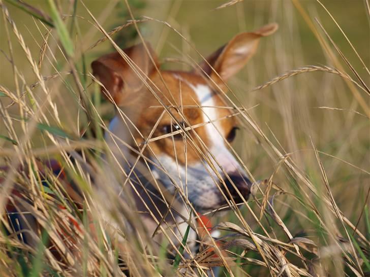 Jack russell terrier » Haldumlunds My Shela « - Hihi du ka´ ikke se mig, hihi. billede 9