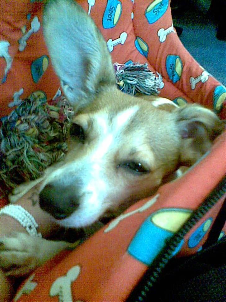 Blanding af racer Sonne - I toget på vej hjem ;) billede 4