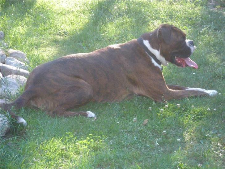 Boxer Eddie billede 1