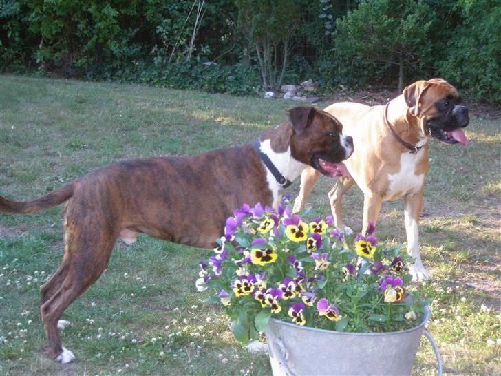 Boxer Eddie billede 2