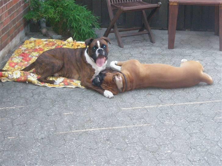 Boxer Eddie billede 3