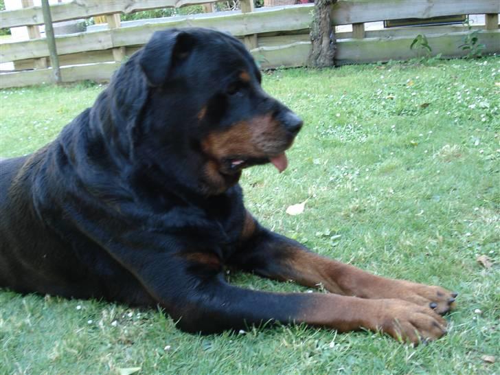 Rottweiler Titan 1998-2008 R.I.P  billede 19