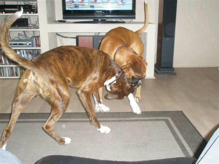 Boxer Eddie billede 4