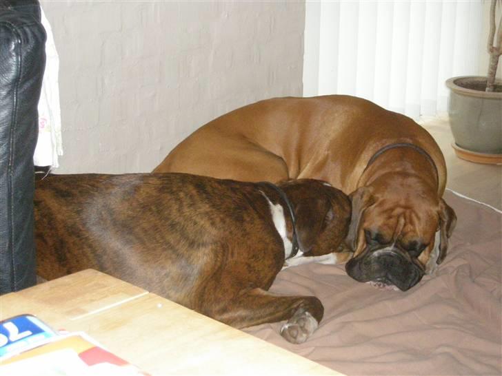 Boxer Eddie billede 5