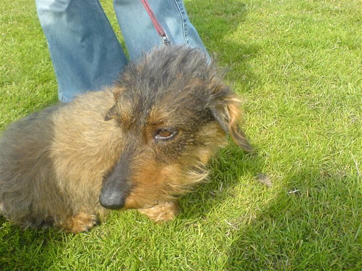 Gravhund Freja R.I.P billede 16