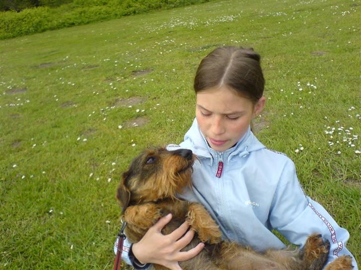 Gravhund Freja R.I.P billede 17