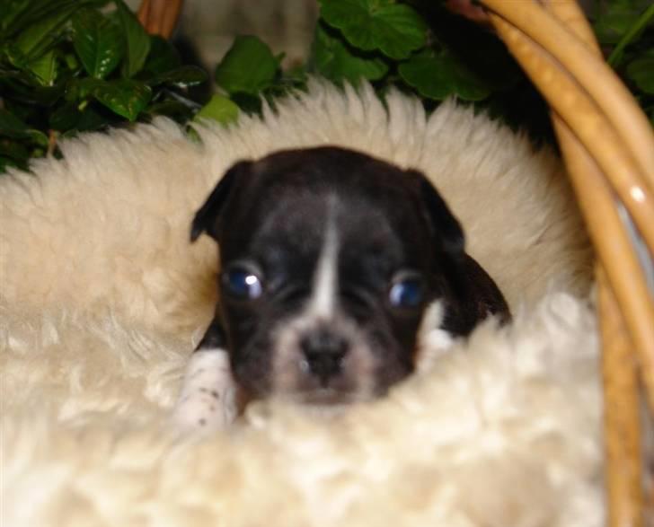 Fransk bulldog Albert - Lidt mere frisk her:) billede 6