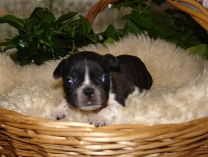 Fransk bulldog Albert - For satan hvor jeg glæder mig til vi henter dig Albert:D billede 7