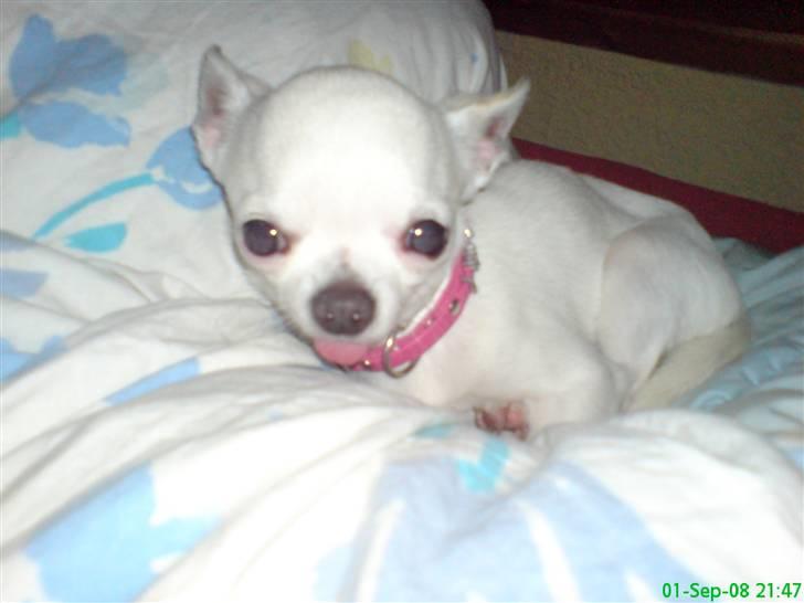 Chihuahua Thorvald billede 13