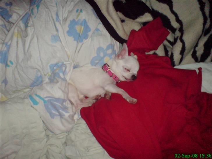 Chihuahua Thorvald billede 14