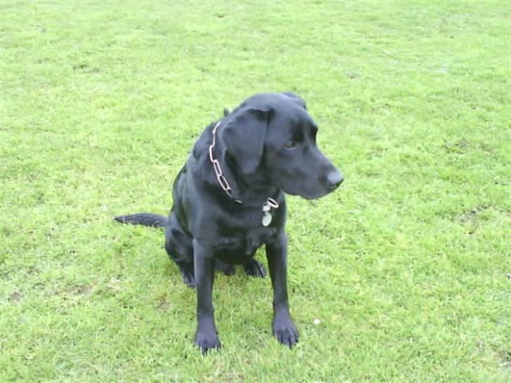 Labrador retriever Bubber R.I.P. billede 2