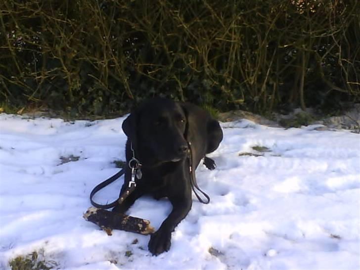 Labrador retriever Bubber R.I.P. billede 3