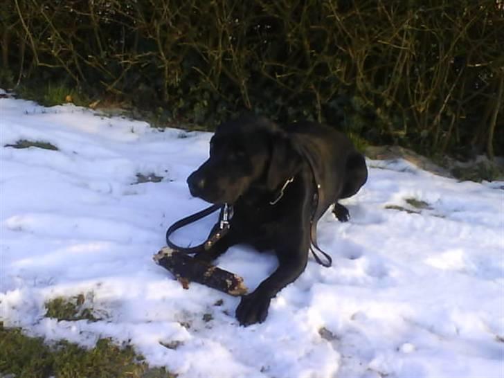 Labrador retriever Bubber R.I.P. billede 4