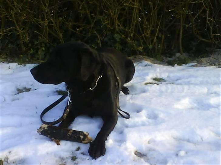 Labrador retriever Bubber R.I.P. billede 5
