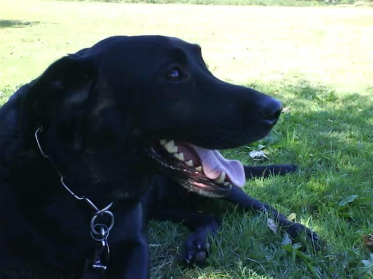 Labrador retriever Bubber R.I.P. billede 6