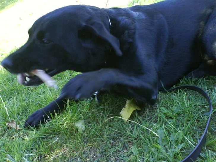 Labrador retriever Bubber R.I.P. billede 7