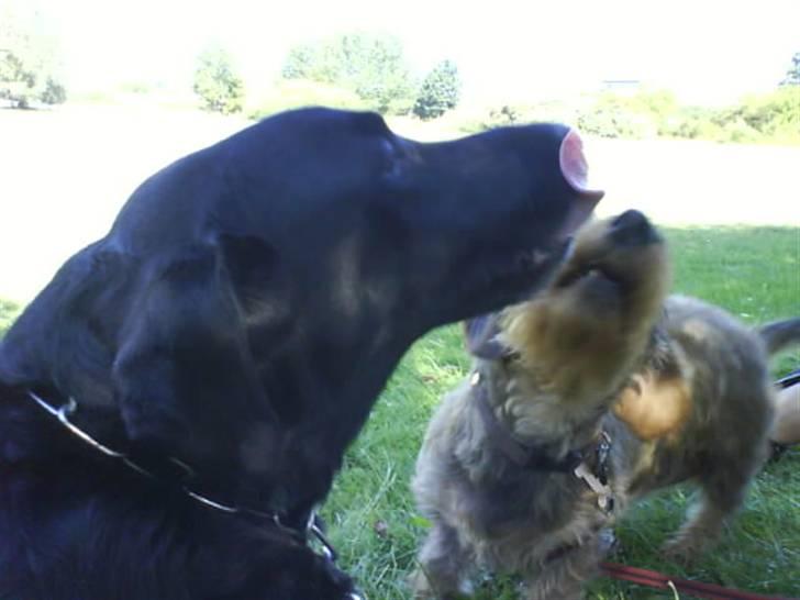 Labrador retriever Bubber R.I.P. billede 8